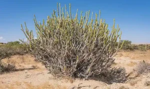 Flora Gurun 2026 dan Adaptasi Ekstrem yang Memukau Peneliti Dunia