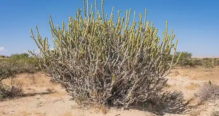 Flora Gurun 2026 dan Adaptasi Ekstrem yang Memukau Peneliti Dunia