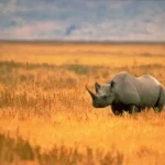 Hewan Langka di Afrika yang Bertahan di Tengah Alam Liar