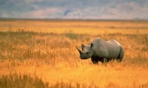 Hewan Langka di Afrika yang Bertahan di Tengah Alam Liar