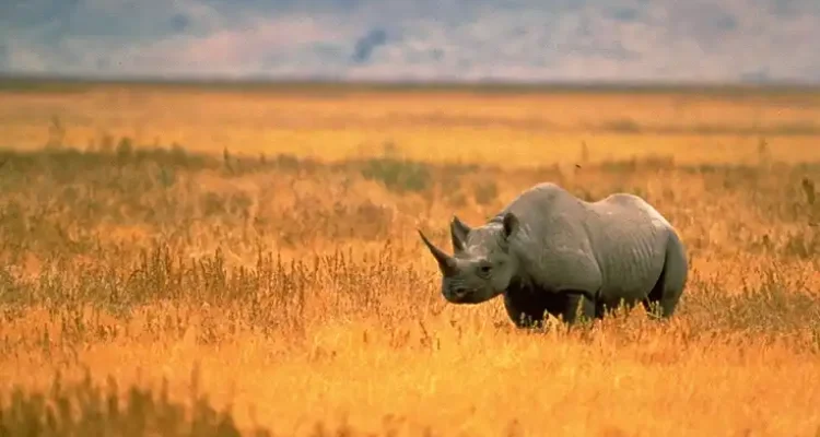 Hewan Langka di Afrika yang Bertahan di Tengah Alam Liar