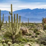 Flora Gurun Pasir: Kehidupan Tangguh yang Bertahan di Lingkungan Ekstrem