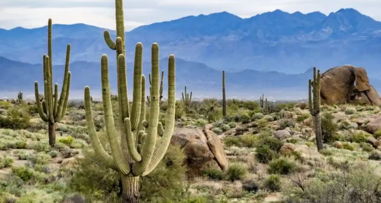 Flora Gurun Pasir: Kehidupan Tangguh yang Bertahan di Lingkungan Ekstrem