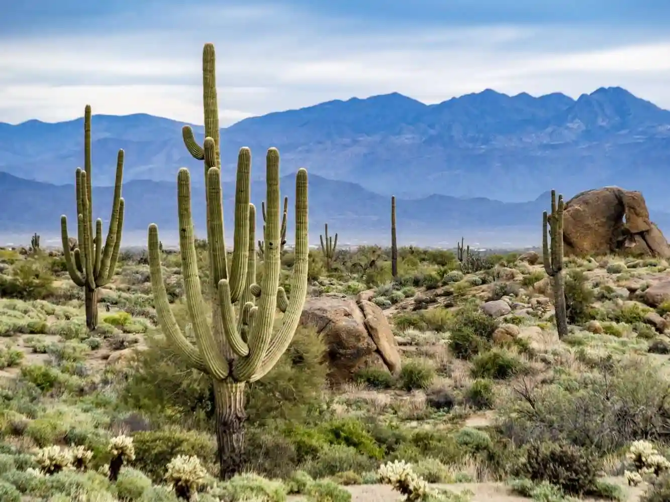 Flora Gurun Pasir: Kehidupan Tangguh yang Bertahan di Lingkungan Ekstrem