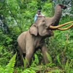 Gajah Terbesar Di Indonesia, Sosok Raksasa Hutan