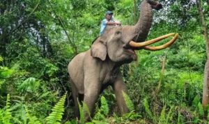 Gajah Terbesar Di Indonesia, Sosok Raksasa Hutan