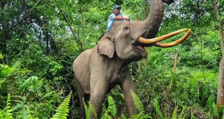 Gajah Terbesar Di Indonesia, Sosok Raksasa Hutan