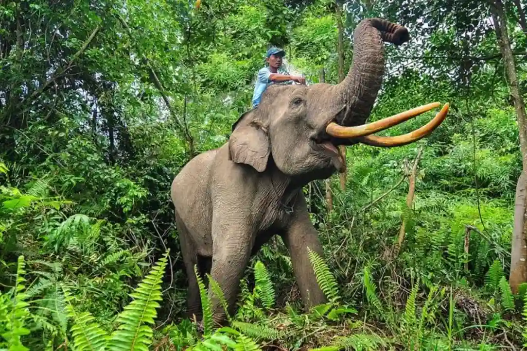 Gajah Terbesar Di Indonesia, Sosok Raksasa Hutan