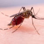 Gejala Malaria yang Kerap Disepelekan, Padahal Bisa Berbahaya