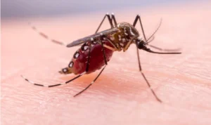 Gejala Malaria yang Kerap Disepelekan, Padahal Bisa Berbahaya