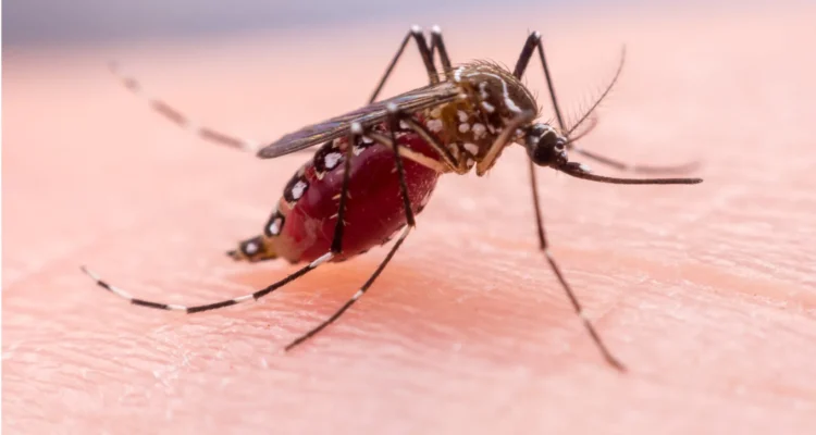 Gejala Malaria yang Kerap Disepelekan, Padahal Bisa Berbahaya