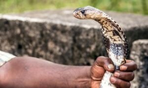 Penawar Bisa Ular, Pertolongan Medis yang Tidak Boleh Terlambat