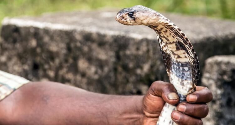 Penawar Bisa Ular, Pertolongan Medis yang Tidak Boleh Terlambat