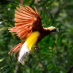Burung Asli Indonesia, Pesona Bersayap dari Hutan Papua hingga Savana Nusa Tenggara