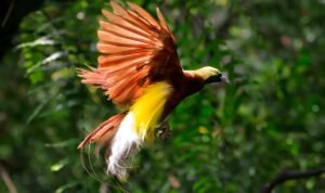 Burung Asli Indonesia, Pesona Bersayap dari Hutan Papua hingga Savana Nusa Tenggara