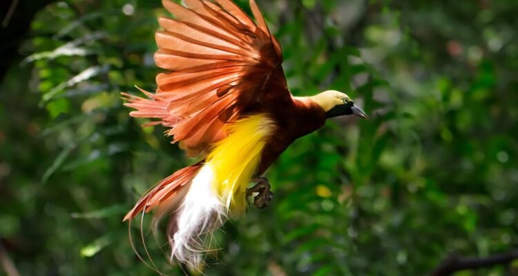 Burung Asli Indonesia, Pesona Bersayap dari Hutan Papua hingga Savana Nusa Tenggara