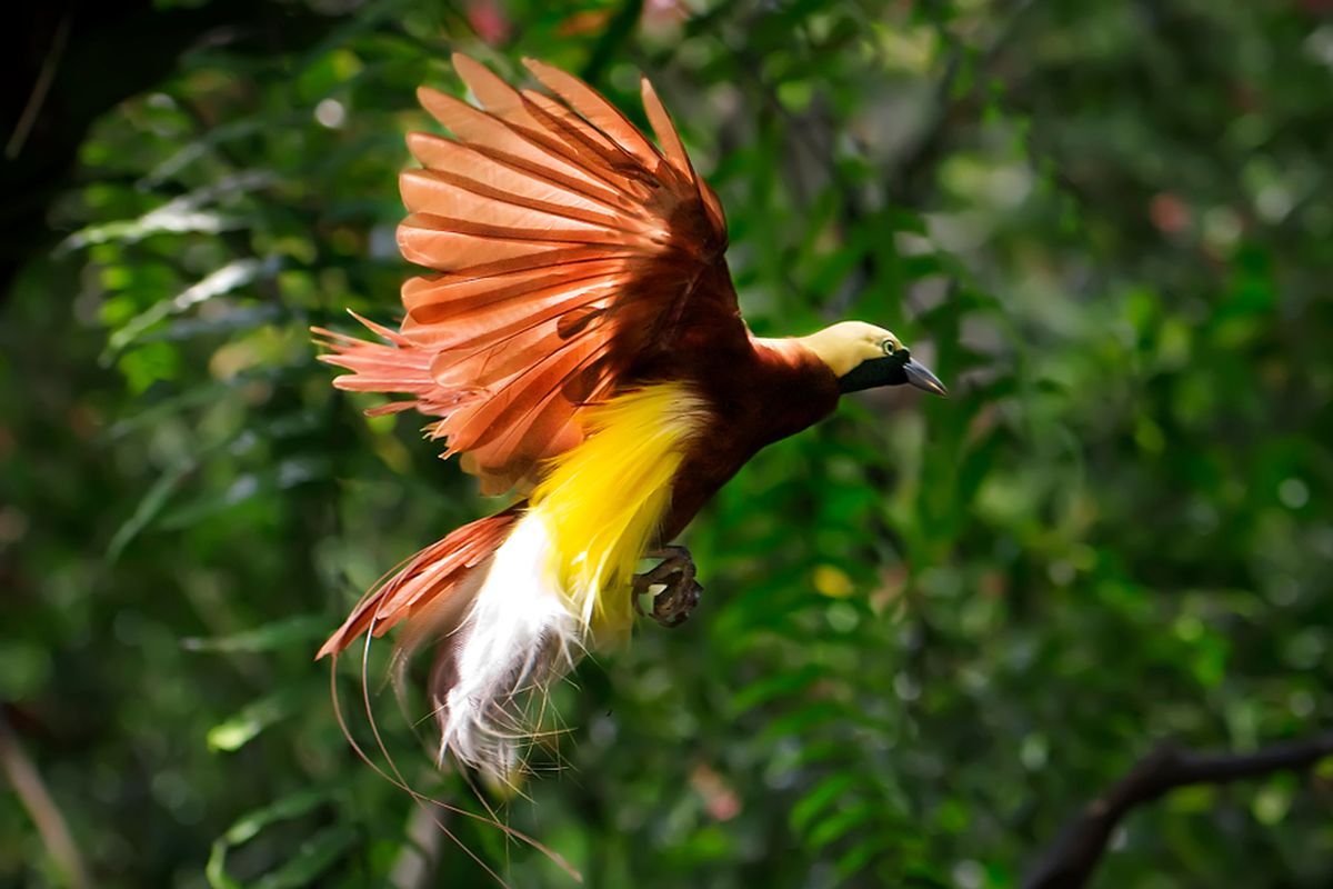 Burung Asli Indonesia, Pesona Bersayap dari Hutan Papua hingga Savana Nusa Tenggara