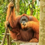 Jenis Orang Utan Indonesia, Ciri, Habitat, dan Perbedaannya