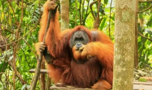 Jenis Orang Utan Indonesia, Ciri, Habitat, dan Perbedaannya
