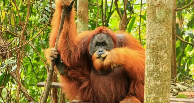 Jenis Orang Utan Indonesia, Ciri, Habitat, dan Perbedaannya