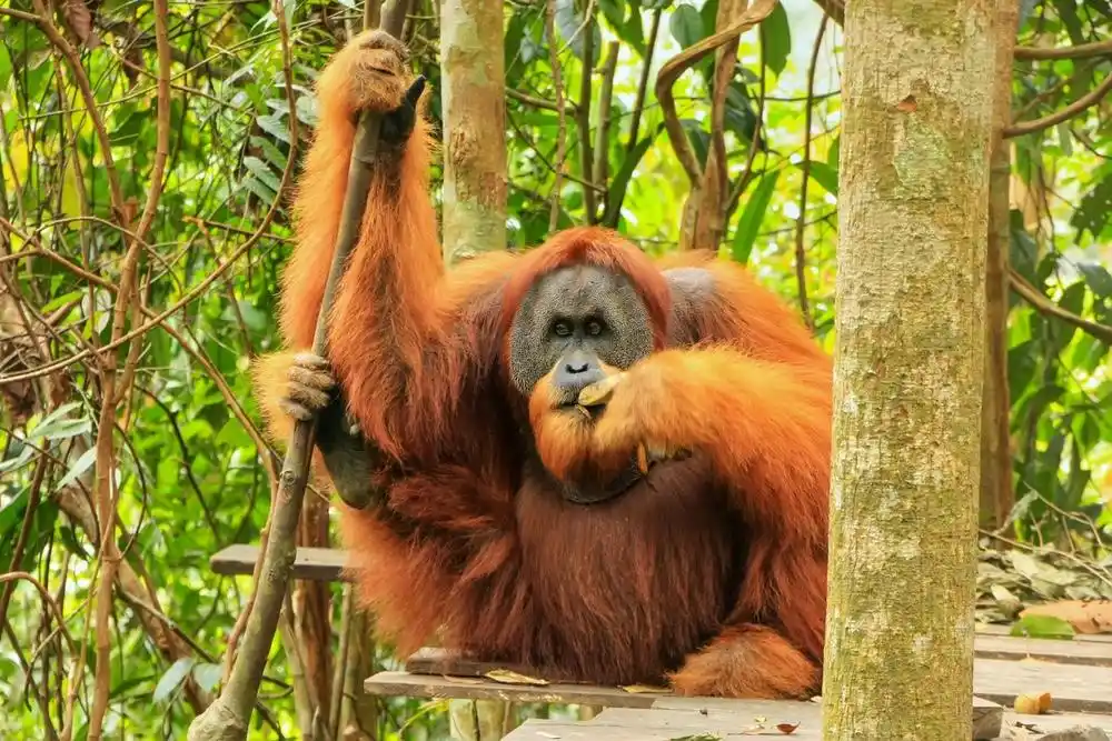 Jenis Orang Utan Indonesia, Ciri, Habitat, dan Perbedaannya