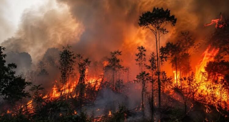Kebakaran Hutan Kalimantan Mengancam Kesehatan, Ekonomi, dan Ekosistem
