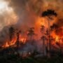 Kebakaran Hutan Kalimantan Mengancam Kesehatan, Ekonomi, dan Ekosistem