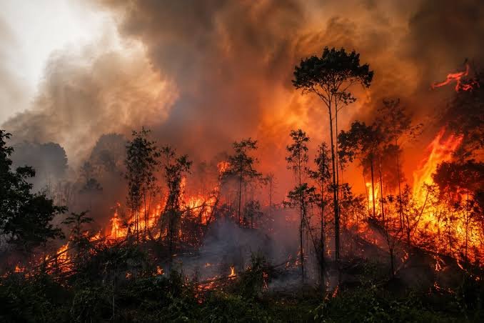 Kebakaran Hutan Kalimantan Mengancam Kesehatan, Ekonomi, dan Ekosistem
